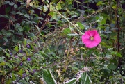 11th Sep 2024 - Hollyhock...