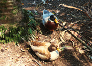 12th Sep 2024 - A Handsome Pair Of Mallard Ducks ~