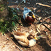 A Handsome Pair Of Mallard Ducks ~ by happysnaps