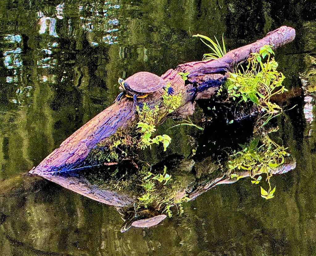 Turtle resting time by congaree