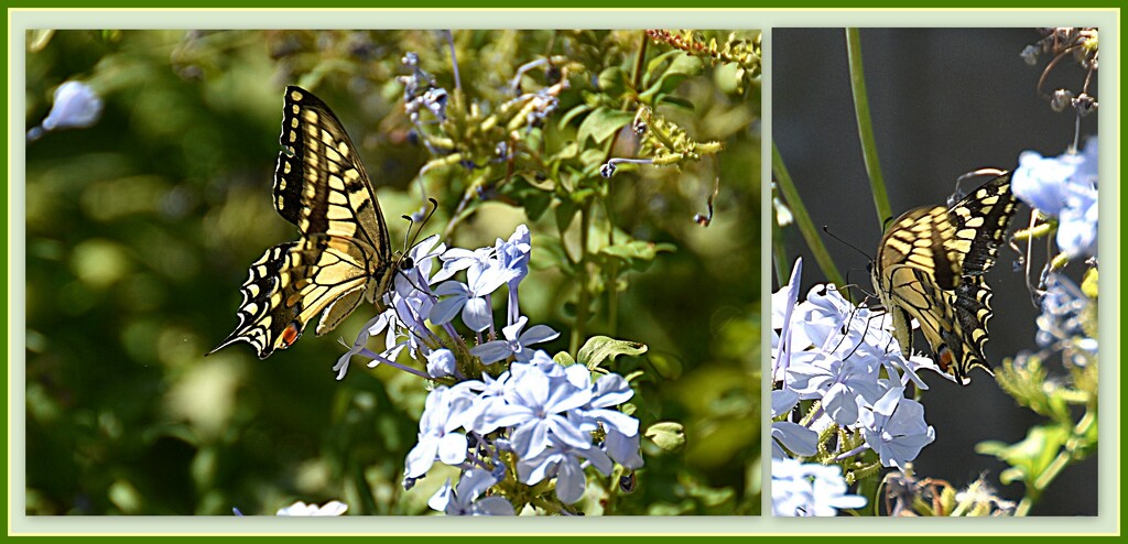 YELLOW SWALLOWTAIL by sangwann