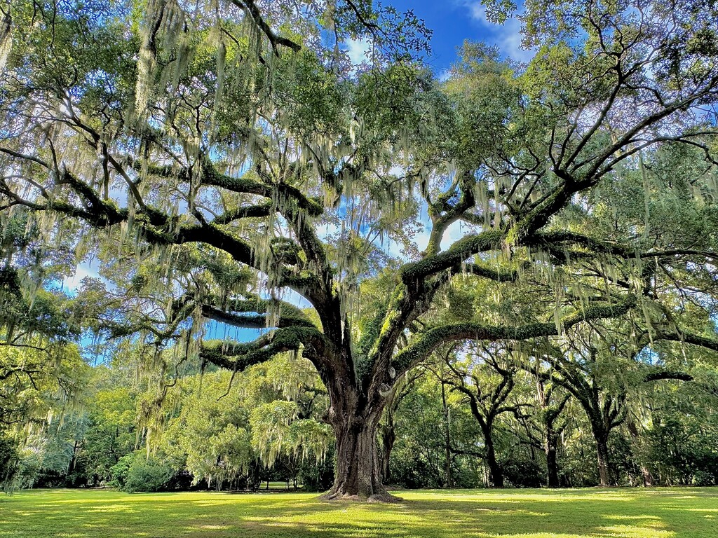 Majestic ancient live oak by congaree