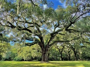 11th Sep 2024 - Majestic ancient live oak