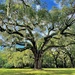 Majestic ancient live oak by congaree