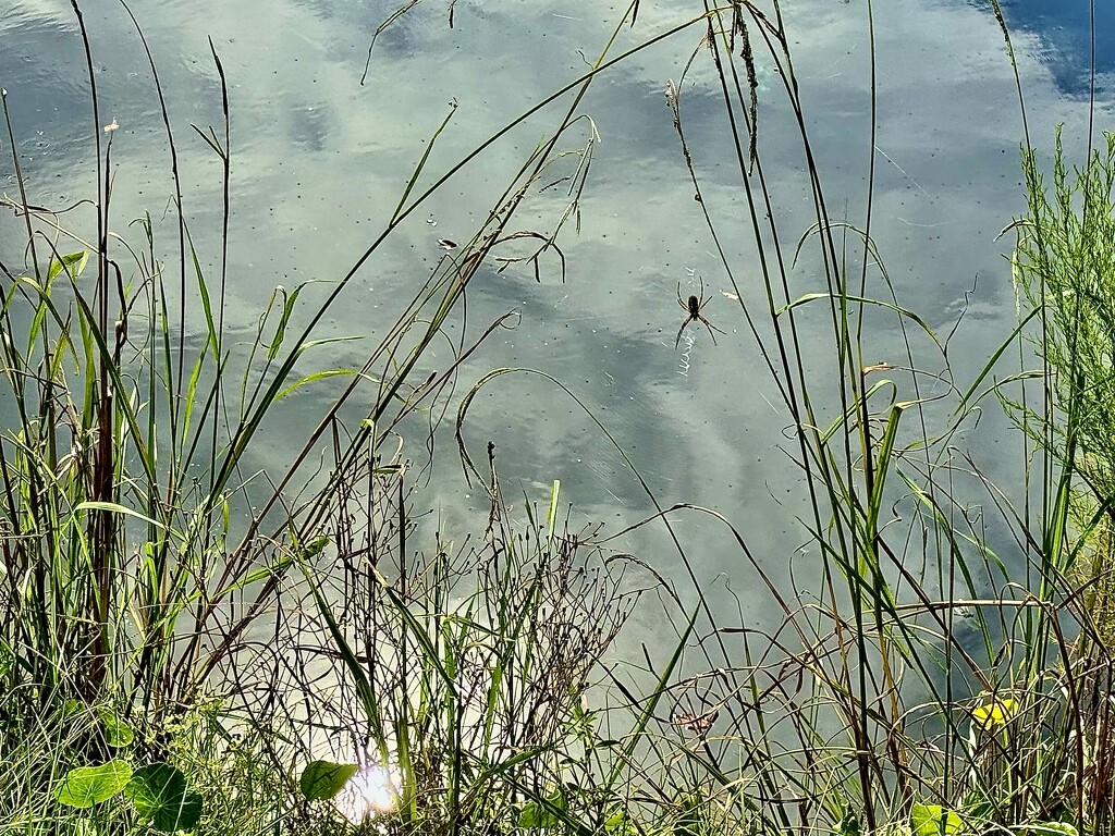 Spidery wilderness by congaree