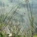 Spidery wilderness by congaree