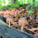 Fairy Umbrellas by juliedduncan