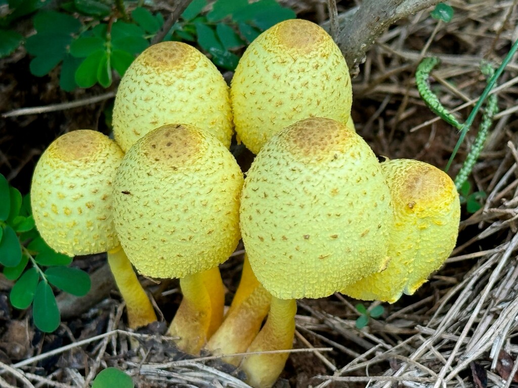 Yellow shrooms... by marlboromaam