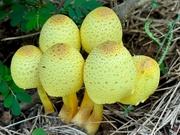 12th Sep 2024 - Yellow shrooms...