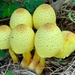 Yellow shrooms...