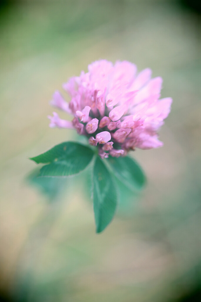 Toy Camera Clover by juliedduncan