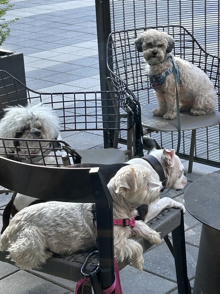 A yap of dogs taking a breather at the local Starbucks, Midtown, Atlanta by swagman