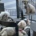 A yap of dogs taking a breather at the local Starbucks, Midtown, Atlanta