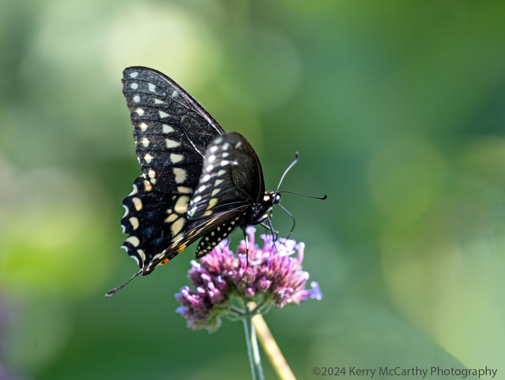 Swallowtail by mccarth1