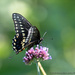 Swallowtail by mccarth1