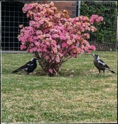 12th Sep 2024 - Magpie Mum and Bub