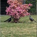 Magpie Mum and Bub by elf