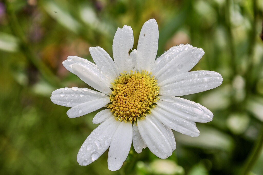 Vestige of Summer Past by corinnec