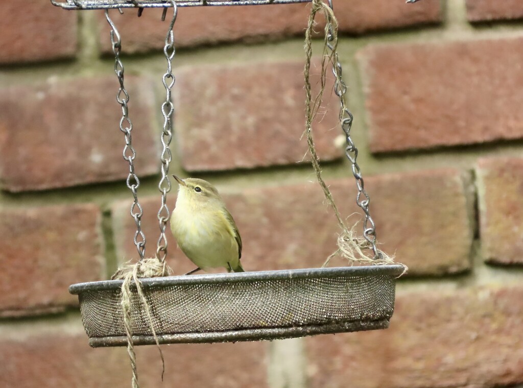 Chiffchaff by orchid99