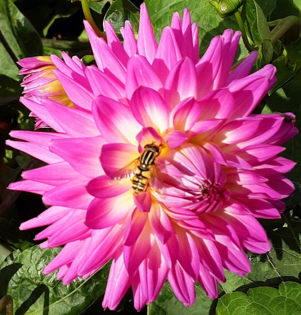 A beautiful dahlia in the morning sunshine. by grace55