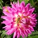 A beautiful dahlia in the morning sunshine.