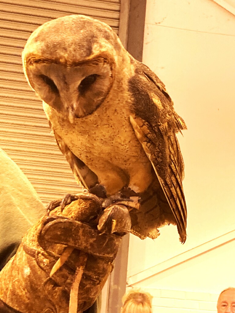 Sepia Barn Owl by 365anne