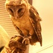 Sepia Barn Owl