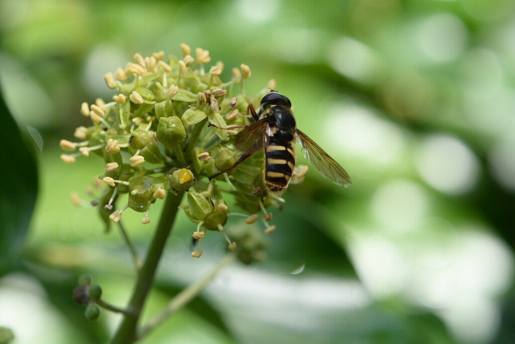 Buds and hoverfly~~~~~ by ziggy77