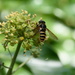 Buds and hoverfly~~~~~