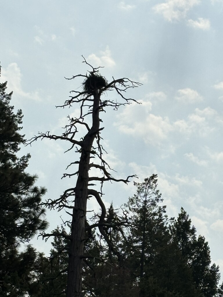 A nesting tree by pirish