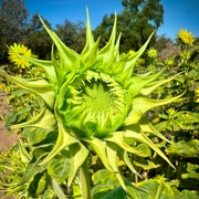 12th Sep 2024 - Sunflower #4