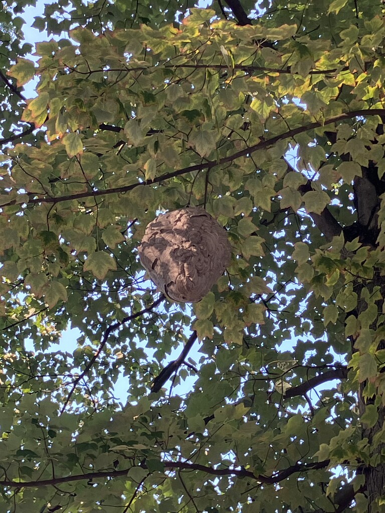 Wasp nest  by gratitudeyear