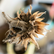 11th Sep 2024 - Old dried sunflower