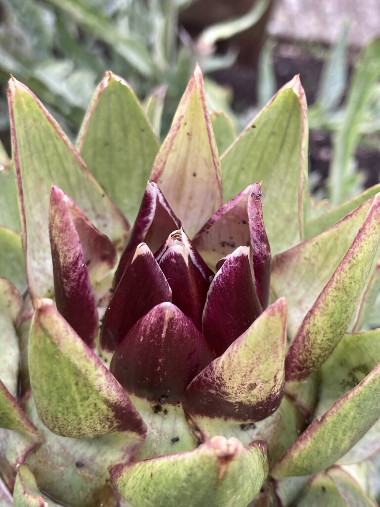 Globe Artichoke  by cataylor41