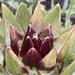 Globe Artichoke  by cataylor41