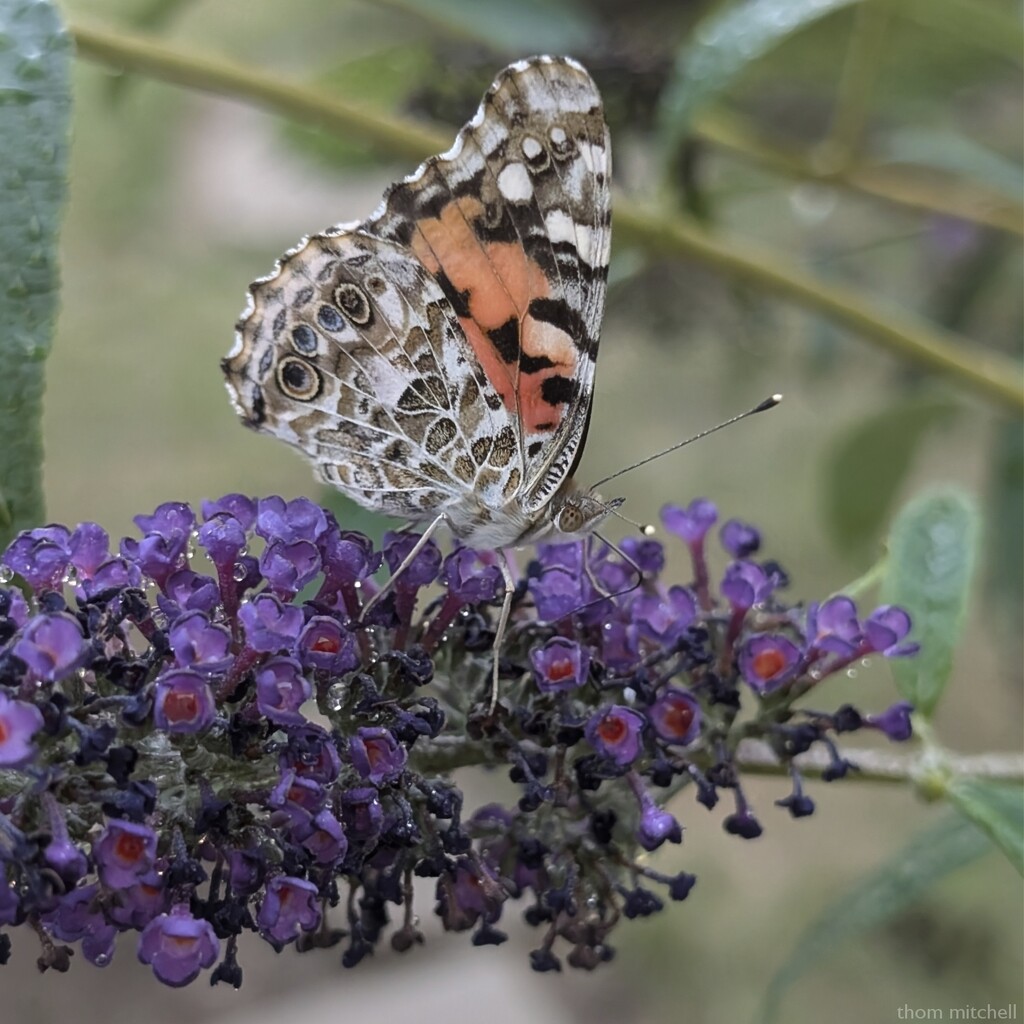 Painted Lady  by rhoing