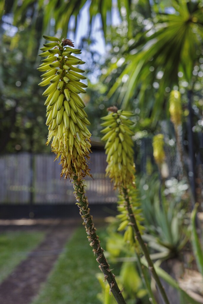 Aloe Flowers by cocokinetic