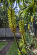 12th Sep 2024 - Aloe Flowers