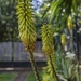 Aloe Flowers