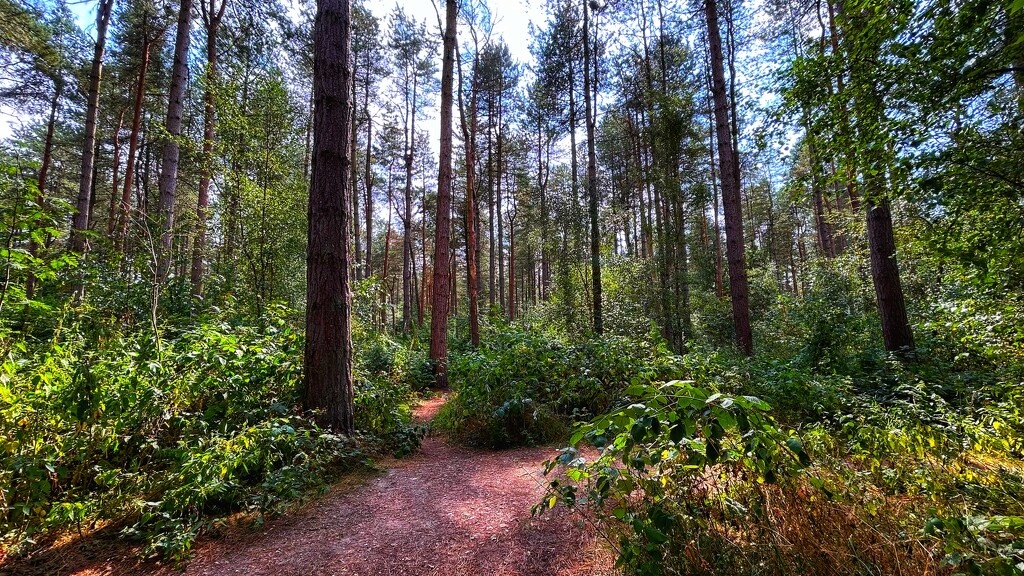 Willingham Woods by carole_sandford