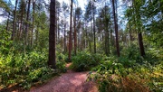 12th Sep 2024 - Willingham Woods