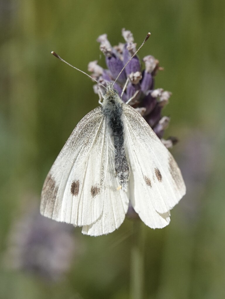 Flutterby by phil_sandford