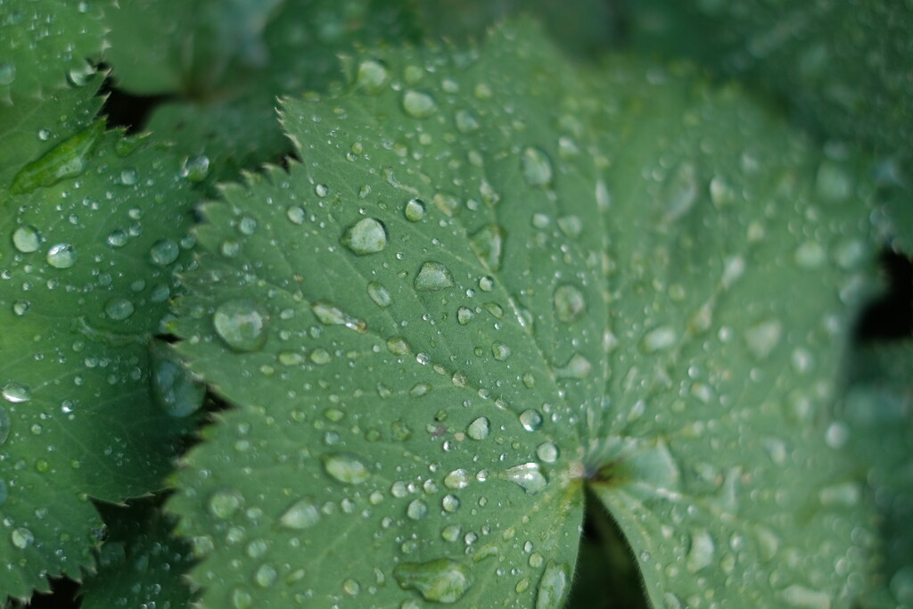 Alchemilla mollis by paul1j