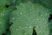 9th Sep 2024 - Alchemilla mollis