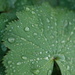 Alchemilla mollis by paul1j