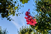 12th Sep 2024 - Another hanging basket 