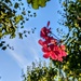 Another hanging basket 