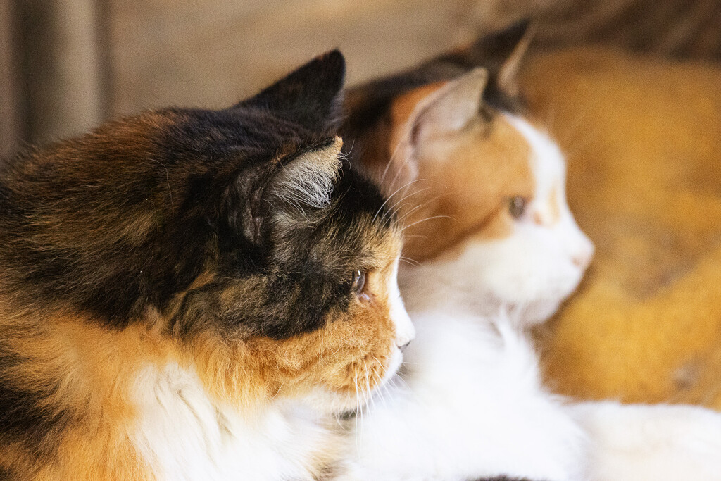 barn cats by aecasey