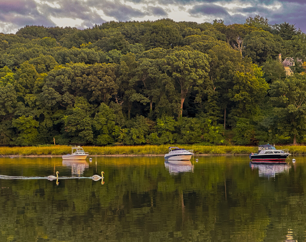 Swans Passing Through by jnewbio