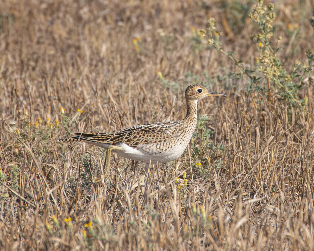 upland sandpiper by aecasey